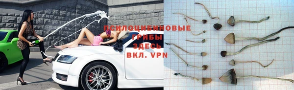 ПСИЛОЦИБИНОВЫЕ ГРИБЫ Кодинск